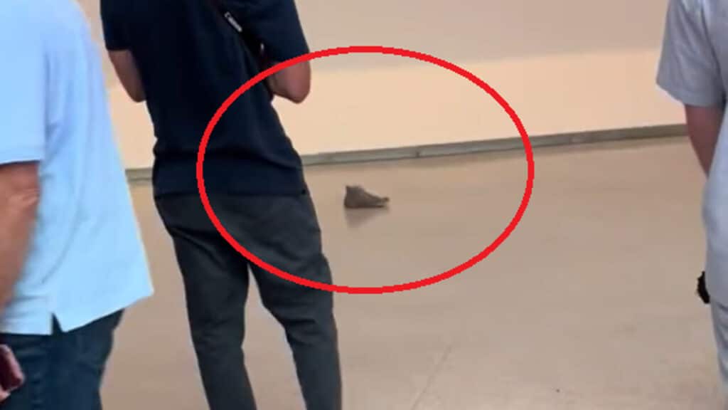 Visitatore entra nel museo e si toglie una Converse: il video è virale sul web