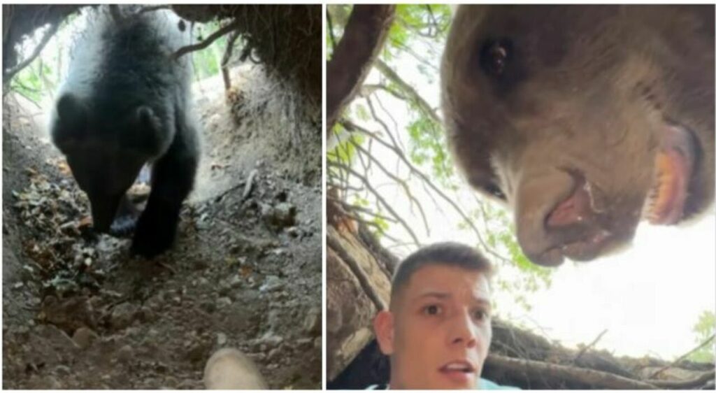 Influencer si infila nella tana dell'orso per una sfida social, ma l'incontro è da incubo