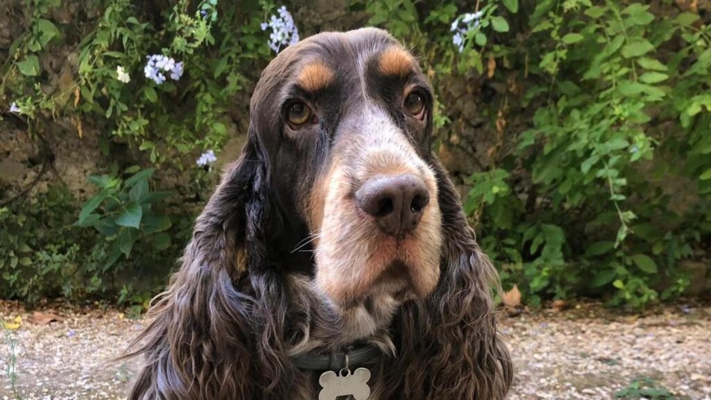 Avevano rapito Ricky per chiedere il riscatto ma era troppo pesante per portarlo con loro. Il racconto struggente dei proprietari. Ora è caccia aperta agli assassini