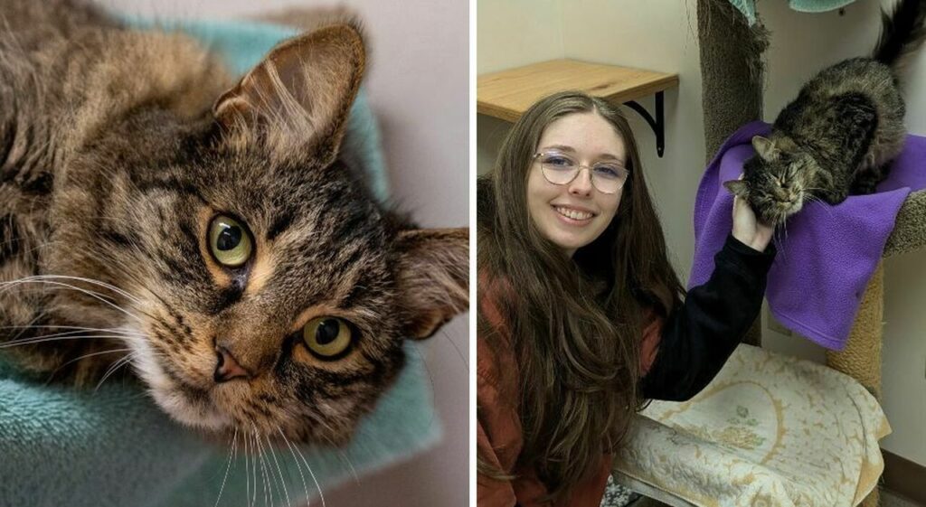 Shoto, il gatto ritrovato dopo due anni a 3mila km da casa: la scoperta choc