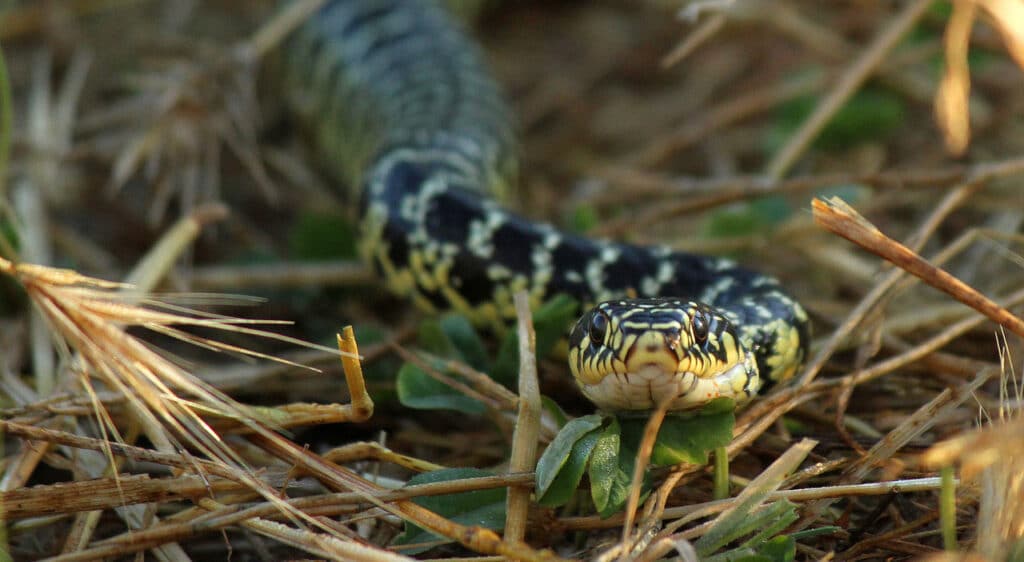 Terrore a Roma, serpente entra in un asilo e aggredisce una bidella: ecco come sta