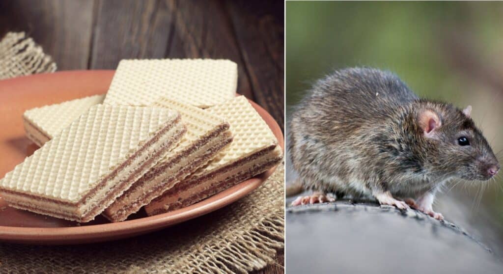 Mangia wafer e trova topo all'interno