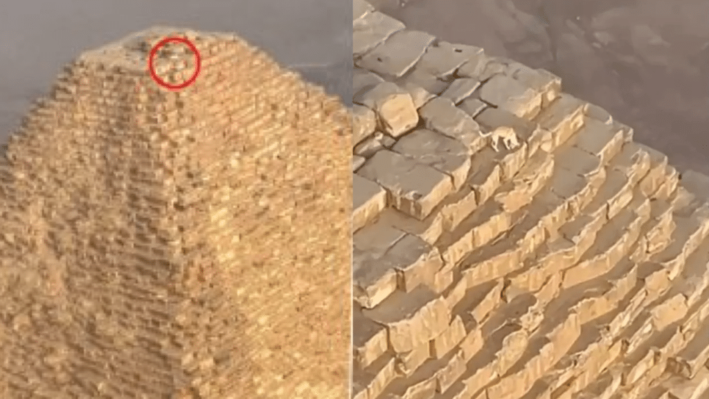 Sulla cima della più antica e maestosa delle sette meraviglie del mondo antico c'era un cane che scodinzolava. L'assurdo VIDEO