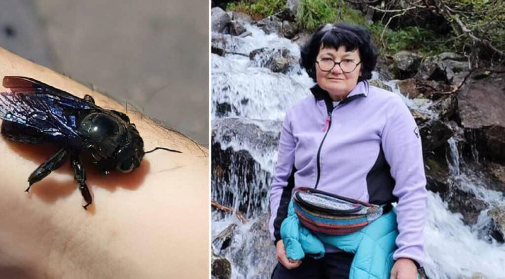 San Zeno di Montagna, 54enne fa le pulizie e viene punta da due calabroni: morta