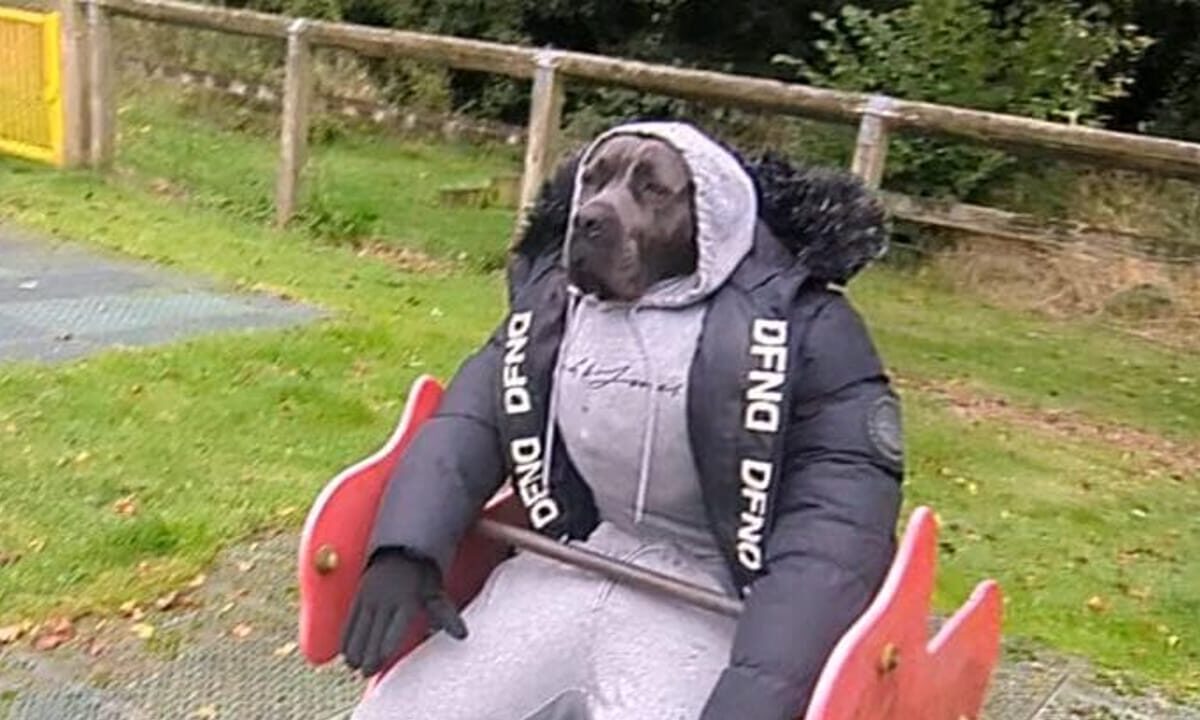 La star di TikTok che si veste da umano e guadagna una cifra da capogiro: il VIDEO