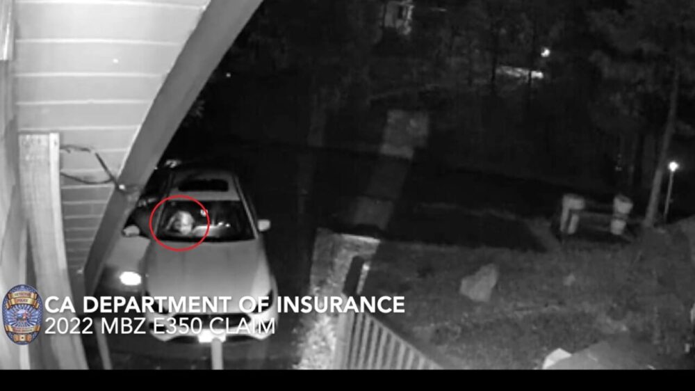 Quattro uomini si travestono da orsi e danneggiano le auto: ecco perché