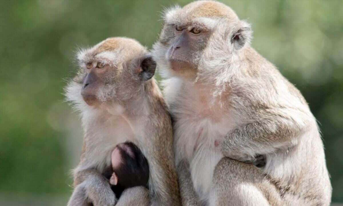 43 scimmie fuggono da un laboratorio di ricerca: l'incredibile vicenda